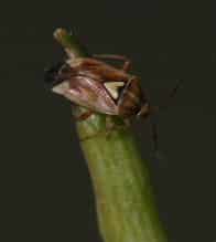 Lygus bug adult on a pod.