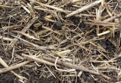 This canola was broadcast onto fairly heavy residue. Source: Justine Cornelsen