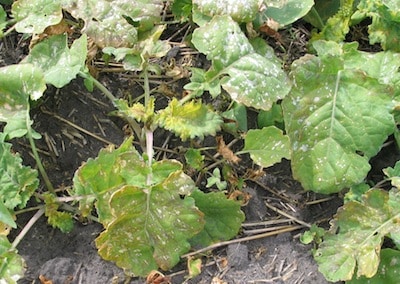 Herbicide drift injury on canola. Drift can be costly on your own farm and especially awkward and costly if it carries to a neighbouring farm.
