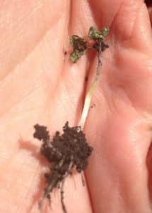 This seedling was munched by flea beetles then hit by frost. Credit: Samantha Sentes