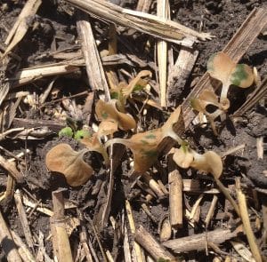 These seedlings suffered severe frost damage, but it looks like one late-emerging survivor is poking through. A couple of these per square foot could be enough to produce a good crop. Credit: Deanna McLennan