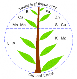 This diagram from IPNI shows where deficiency symptoms are likely to show up on a plant. Nitrogen is mobile so with N shortage, plants will move N to new parts of the plant. Therefore deficiency will show up first in older leaves.