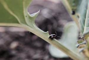 Striped flea beetle on stem. Credit: Deanna McLennan