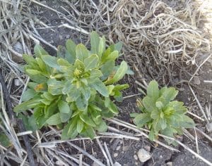Winter annual stinkweed growing strong in late April. Source: Angela Brackenreed