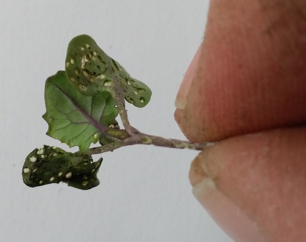 Flea beetles have attacked the leaves and stem of early canola seedlings. Credit: Keith Gabert