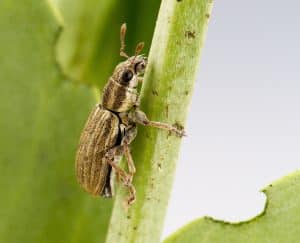 Pea leaf weevil. Credit: S.J.Barkley, Alberta Agriculture and Forestry