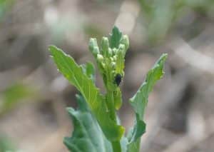Cabbage seedpod weevil on canola buds. Credit: Brooke Moon