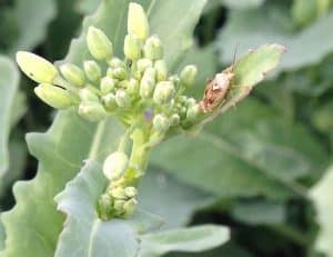 Lygus bugs make an appearance at canolaPALOOZA.
