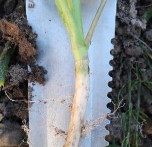 Here is a healthy crown and root. This is what you want to find. Photo credit: Keith Gabert