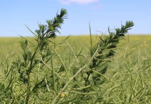 Kochia stands above the canola canopy. You might want to check them for glyphosate resistance. Source: Ian Epp