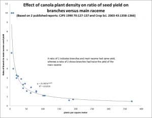 With fewer plants, a higher ratio of seeds comes from side branches. (Click image to enlarge.)