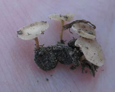 Sclerotinia apothecia tend to be more common in moist conditions. These tiny mushroom shoot up spores that land on canola petals. Source: Faye Dokken-Bouchard, Saskatchewan Ministry of Agriculture