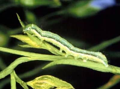 Bertha armyworm at a developing stage. Source: Saskatchewan Ministry of Agriculture