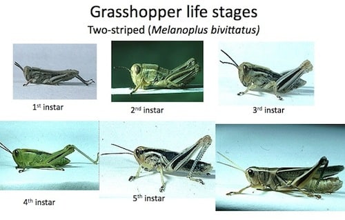 Immature-Grasshoppers-Hartley-small.jpg