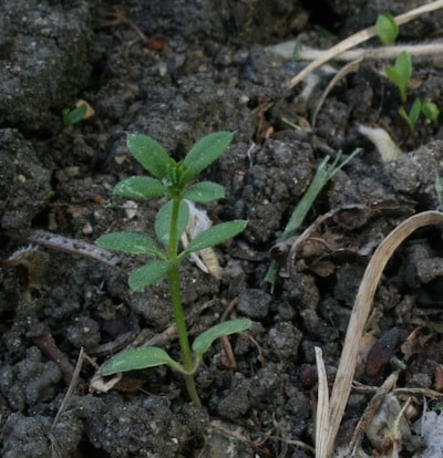 cleavers seedlings Brenzil small