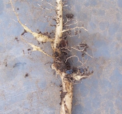 Early clubroot 2