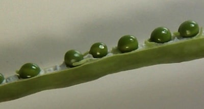 Mature but green seed